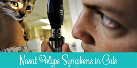 5 Symptoms Of Nasal Polyps In Cats You Should Know About Raise A Cat