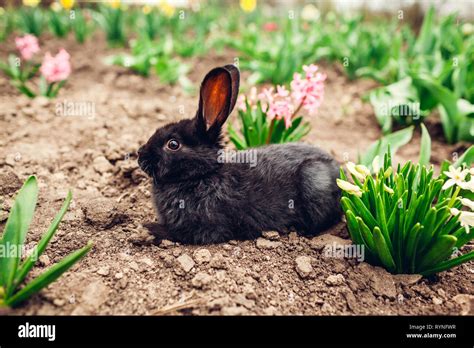 Little Black Baby Rabbit Sitting Among Spring Flowers In Garden On Farm