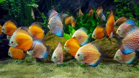 10 Tropical Fish Hd Wallpapers And Backgrounds