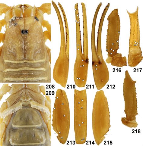 8 Barbaracurus Yemenensis Sp N Female Holotype Chelicerae Carapace