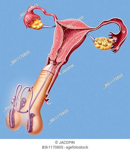Cross Section Of Female Reproductive System Imágenes Y Fotografía De