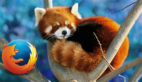 The Firefox Logo Isnt A Foxits A Red Panda Twistmunch