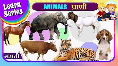 प्राणी Learn Animals In Marathi Nursery Rhymes Preschool Learning