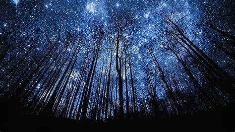 Night Sky Starry Sky Night Stars Glitter Trees Hd Wallpaper