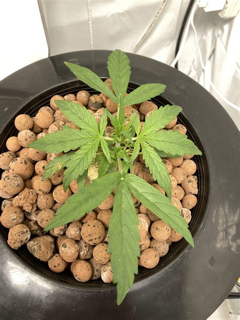 Fast Buds Pineapple Express Auto Grow Diary Journal Week3 By