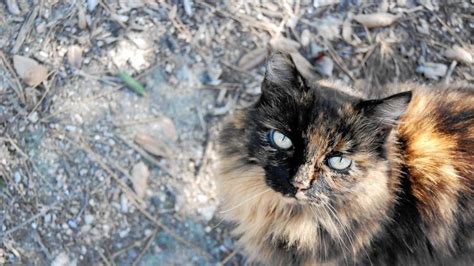 The Feral Cats Of Disneyland Cat Daily News