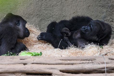 Hier gibt es neuigkeiten, fotos und. Erster Gorillanachwuchs im Zoo Rostock | Rostock-Heute