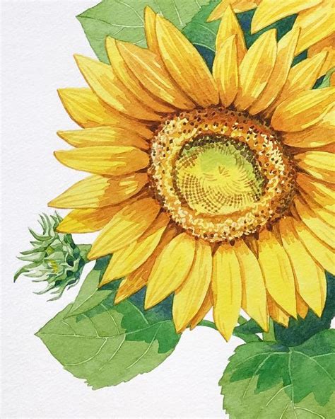 Original Sunflower Watercolor Painting Summer Home Decor Botanical