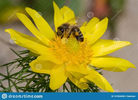 Honey Bee Pollination Process Stock Photo Image Of Nectar