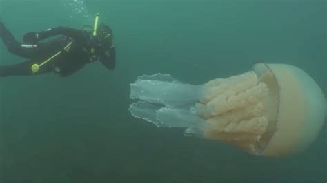 Diver Swims Alongside A Jellyfish Thats As Big As A Human Npr Kcrw
