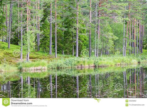 Forest Lake With Pine Trees Stock Photo Image Of Deciduous Surface