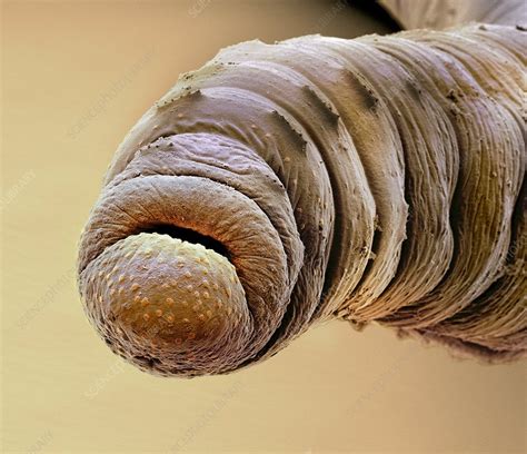 Earthworm Head Sem Stock Image C0146543 Science Photo Library