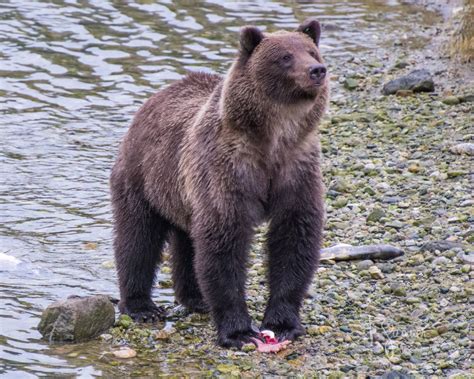 chilkoot bear a celebration of the life of speedy