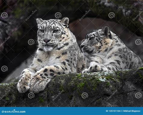 Snow Leopard On The Rock 6 Stock Photo Image Of Spotty 135151104