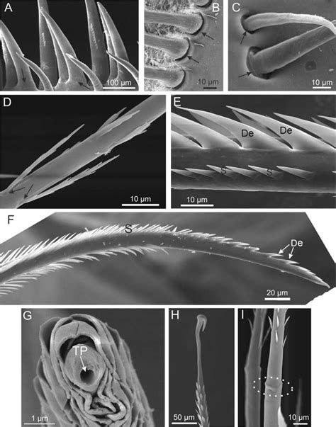 2 Details Of The External Morphology Of Setae A Spinelike Setae