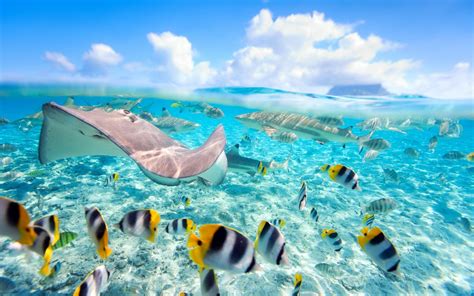 Tropical Underwater World Phone Wallpapers