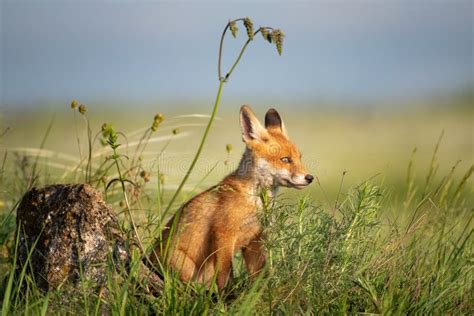 Fox Cub Young Red Fox In Grass Near The Stone Stock Photo Image Of