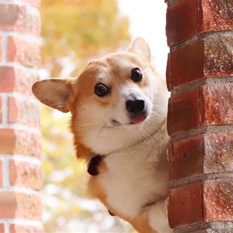 This Corgi Has The Funniest Emoji Like Facial Expressions That Will
