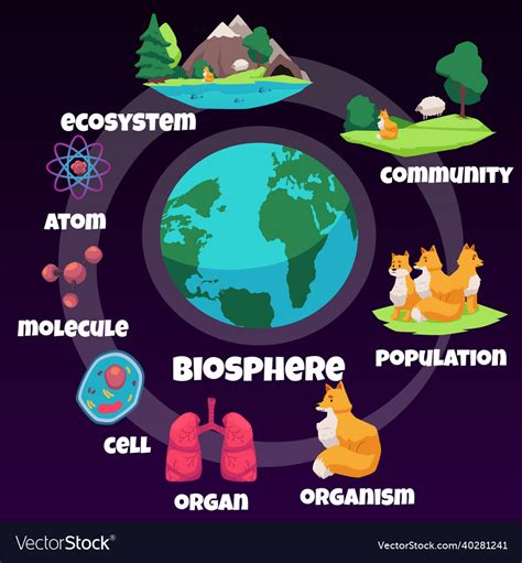Biology Hierarchy Infographic About Biosphere Life
