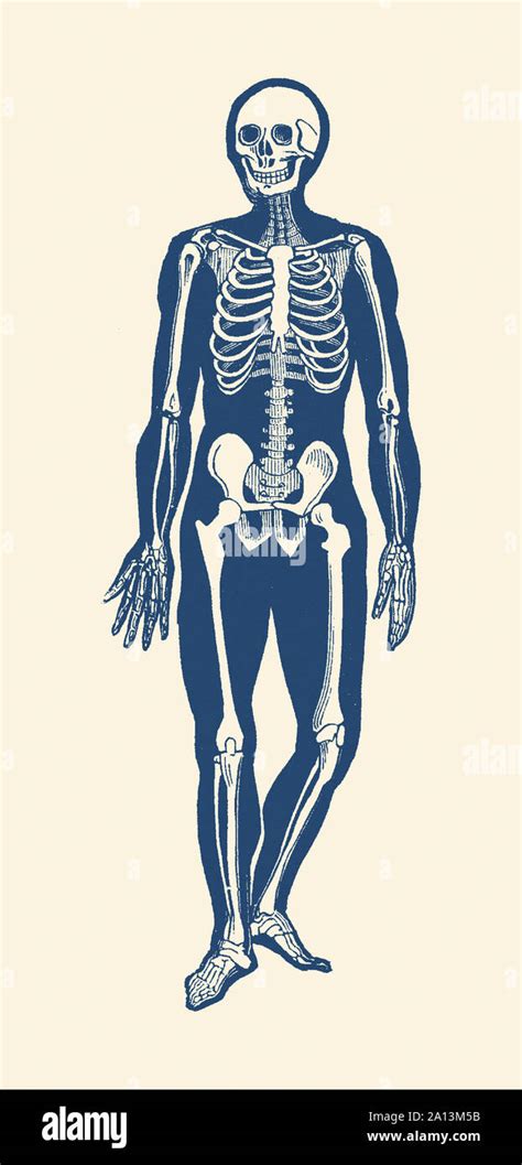 Vintage Anatomy Print Features A Skeleton Facing Forward Showing