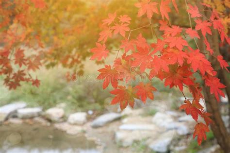 Autumn Leaves Background Green And Red Maples On Tree Stock Photo