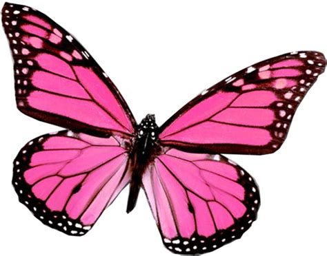 Transparent Background Pink Butterfly Png Png Image Collection