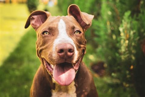 Pitbull Ear Cropping Purpose Procedure And Pros Vs Cons Marvelous Dogs