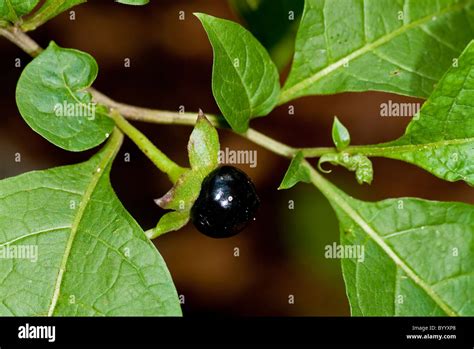 Deadly Nightshade Atropa Belladonna Twig With Ripe Fruit Stock Photo