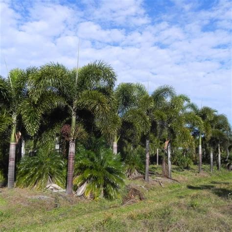 Doral Palm Trees For Sale Palmco