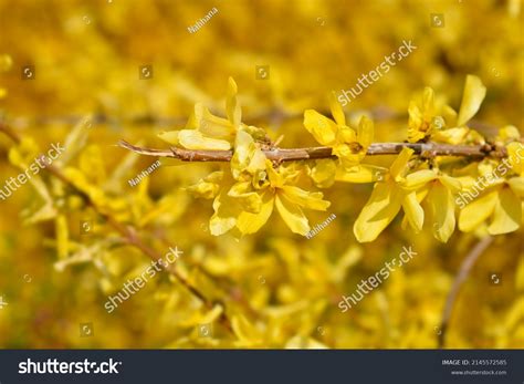 153 Weeping Forsythia Shrub Images Stock Photos And Vectors Shutterstock