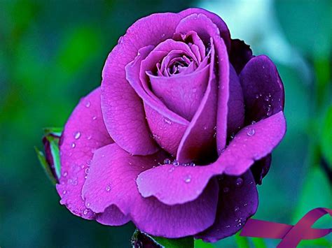 Purple Rose Wallpapers Wallpaper Pictures Gallery