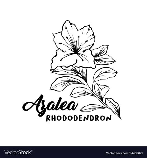 Azalea ericaceae flowers ink pen sketch Royalty Free Vector