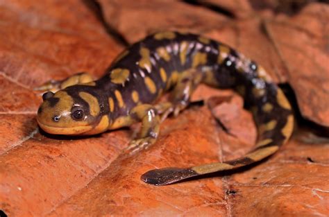 Eastern Tiger Salamander Ambystoma Tigrinum March Th Flickr
