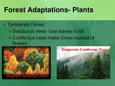 Coniferous Forest Plants And Their Adaptations Idea Chocmales