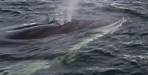 Minke Whales The Worlds Best Places For Whale Watching And Swimming