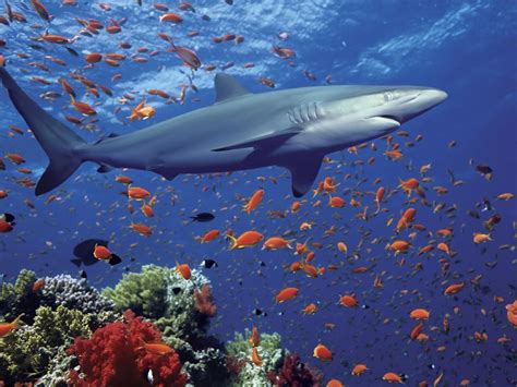 National Geographic Wallpaper Shark Shark Grey Reef Shark Salt