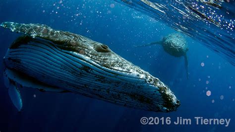 tips on photographing whales underwater and above anarchyjim