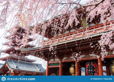 Sakura Cherry Blossoms At Sensoji Temple At Asakusa In Springtime Editorial Photography Image