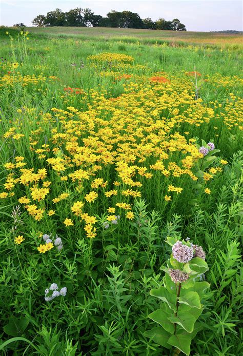 Native Illinois Prairie Flowers The Peak Of The Prairie Plants To