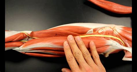 Upper Leg Tendon Anatomy Muscles In The Lateral Compartment Of The