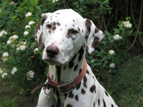Dalmatian Dog Free Stock Photo Public Domain Pictures