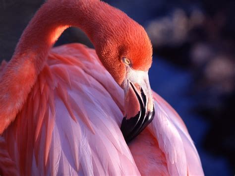 Free Flamingo Wallpaper - WallpaperSafari