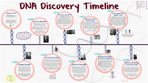 Discovery Of Dna Genetics Timeline Poster