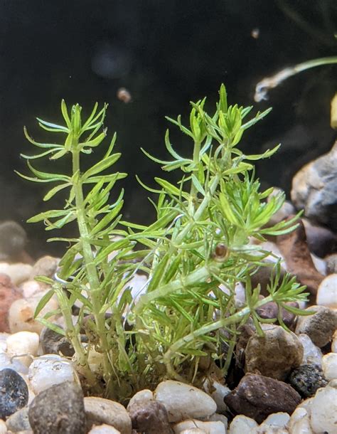 Can I Get An Id On This Plant It Was Just Sold As Indica R Plantedtank