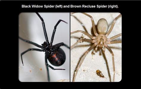 Difference Between Black Widow Spider And Brown Recluse Spider Brown