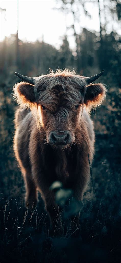 Best Highland Cow Iphone Highland Cattle Hd Phone Wallpaper Pxfuel