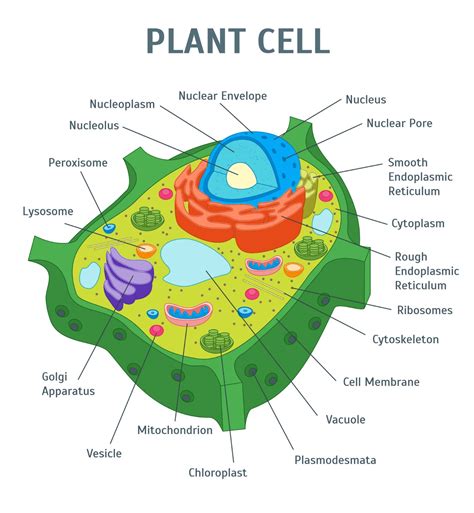 Plant Cell Diagram Labeled Class 9 Labeled Functions And Diagram