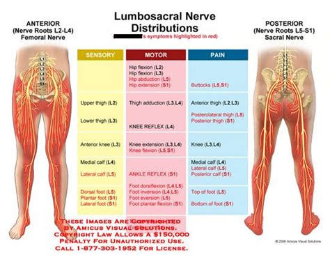 Lumbosacral Nerve Distributions The Difference In Lumbar Nerves