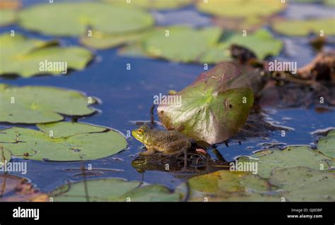 Frog On A Lily Pad Stock Photo Alamy