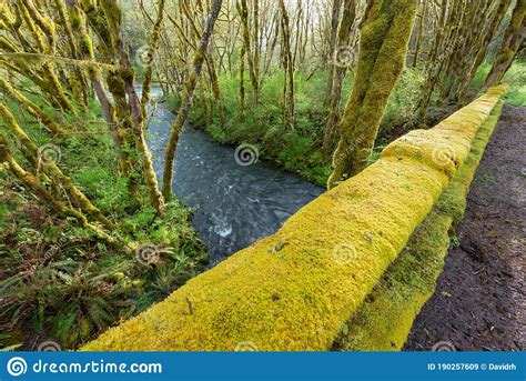 Moss Covered Bridge Over Beaver Creek In The Rain Forest Near Sappho